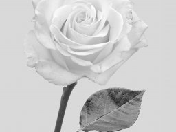 Weiße Rose